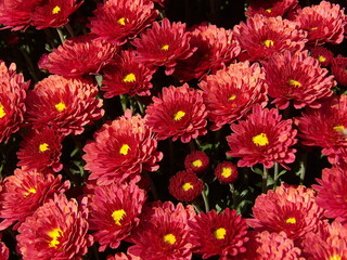 Zbliżenie na różowe kwiaty chryzantemy © Kumulugma