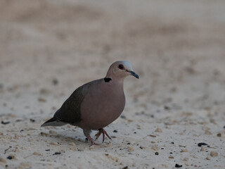 Halbmondtaube (Streptopelia semitorquata), Rotaugentaube