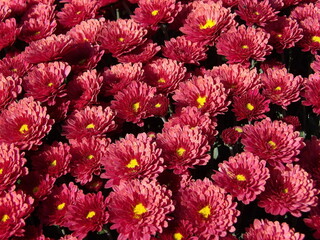 Zbliżenie na różowe kwiaty chryzantemy © Kumulugma