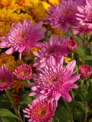 Zbliżenie na różowe kwiaty chryzantemy © Kumulugma