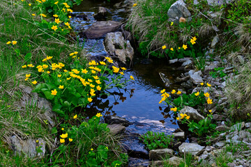 Sumpfdotterblume // marsh-marigold (Caltha palustris)