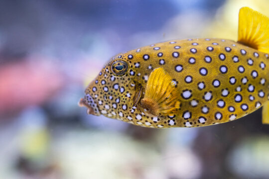 Pesce Scatola Giallo, Ostracion Cubicus, Acquario di Genova, Liguria, Italia, Europa 