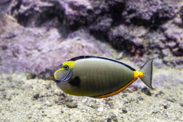 Pesce Unicorno Arancione, Naso Lituratus, Acquario di Genova, Liguria, Italia, Europa