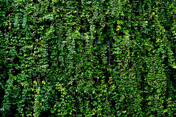 Natural fresh green leaf hanging covered wall.