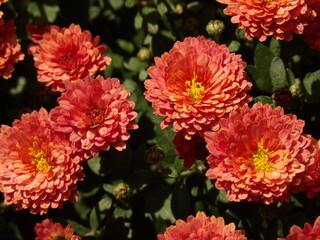 Kwiaty pomarańczowej chryzantemy