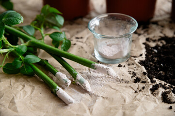 Preparing plant cuttings with rooting hormone on a work surface in a gardening space. Before planting in ground. From a series of photos about plant seedlings and plant propagation