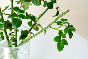 Fresh green rose stems arranged in a clear glass vase on a minimalistic table. Before planting in ground. From a series of photos about plant seedlings and plant propagation