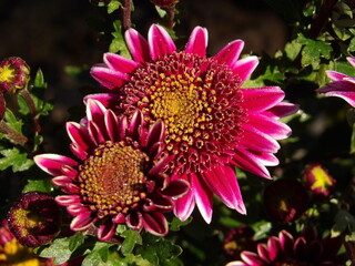 Zbliżenie na różowe kwiaty chryzantemy © Kumulugma