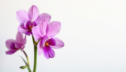 Obraz premium Delicate pink and purple bell-shaped flowers with blotches against a white background, flowers of the month, blossom