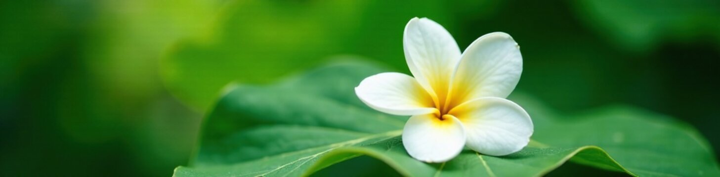 Delicate white frangipani petals resting on a large leaf, delicate, floral