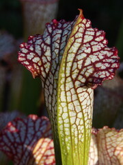 Zbliżenie na kielich rośliny z gatunku sarracenia leucophylla © Kumulugma