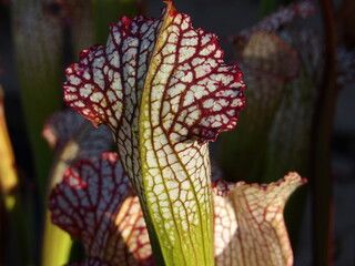 Zbliżenie na kielich rośliny z gatunku sarracenia leucophylla © Kumulugma