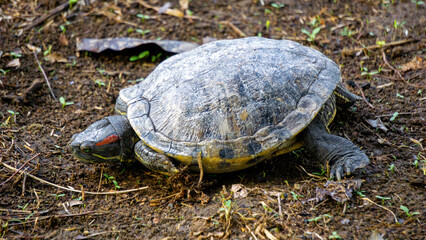 Red-eared slider (red-eared terrapin, Trachemys scripta elegans, Trachemys scripta). The red-eared slider is included in the list of the world's 100 most invasive species