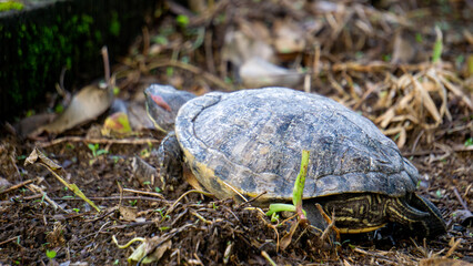 Red-eared slider (red-eared terrapin, Trachemys scripta elegans, Trachemys scripta). The red-eared...