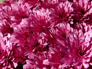 Zbliżenie na różowe kwiaty chryzantemy © Kumulugma