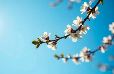 Fototapeta premium a blooming branch of a fruit tree against the background of a spring sky, a place for text.