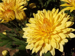 Zbliżenie na kwiaty żółtej chryzantemy