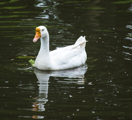 Fototapeta premium White Geese on Calm Green Water