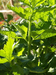 Zbliżenie na listki selera © Kumulugma