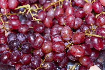 Close-up of grapes fruit purple mixed with pink, taken in Myanmar.