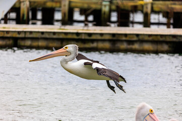 pelican on the beach