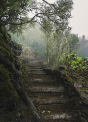Lush laurisilva forest in Mencafete in a foggy day, El Hierro. Canary Islands. Spain