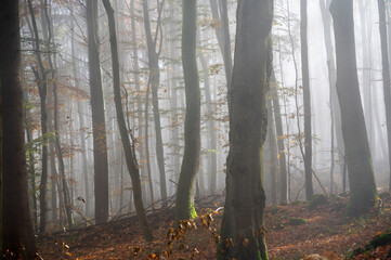 Sunbeams in fog in an autumn forest