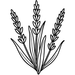 Lavender Lush line art art vector