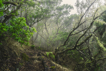 Lush laurisilva forest in Mencafete in a foggy day, El Hierro. Canary Islands. Spain