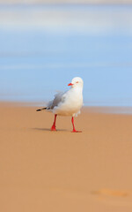 seagull on the beach