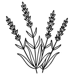 Lavender Lush line art art vector