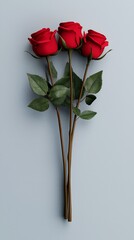 Valentine's Day Elegant Bouquet of Three Red Roses on Light Blue Background Romantic Floral Arrangement