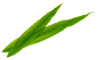 leaf  fresh ginger isolated, Green leaves pattern