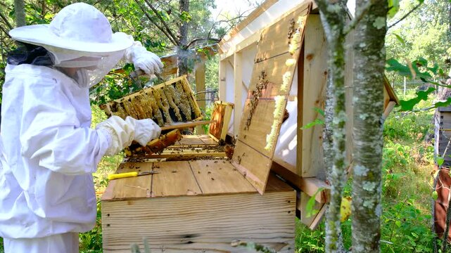 Beekeeper prepares beehive frame full of honeycombs of drippling honey brushing and shaking off any bees before taking it for honey harvesting