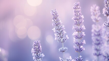 Obraz premium A serene close-up of lavender flowers with a soft, dreamy background.
