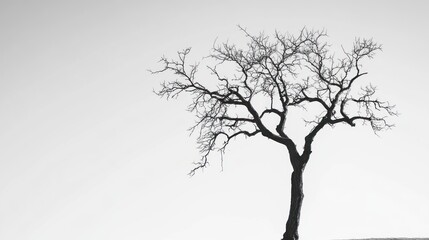 Fototapeta premium Solitary Silhouette: A Bare Tree Against a Pale Sky