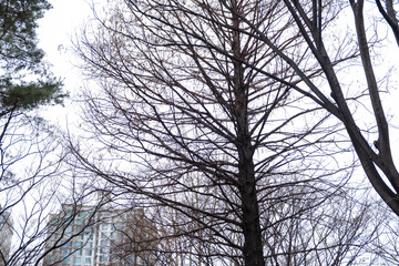 Tree Branch against sky in winter