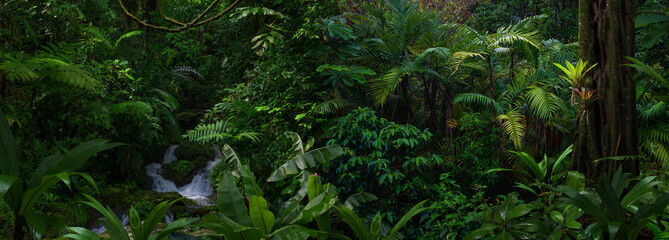 Tropical rainforest with large trees and lots of green vegetation © quickshooting