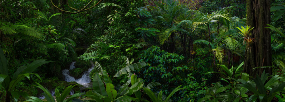 Tropical rainforest with large trees and lots of green vegetation