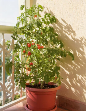 Planta de tomate en balcon