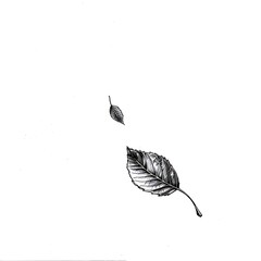 Obraz premium Outline of a leaf falling from a tree on a white background