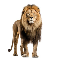 brown lion looking isolated on white