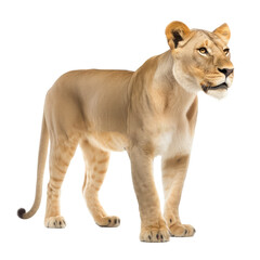 Obraz premium brown lion looking isolated on white