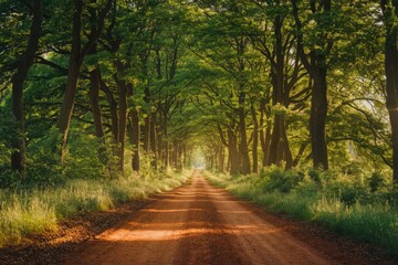 Fototapeta premium a serene forest pathway surrounded by tall trees with lush green foliage