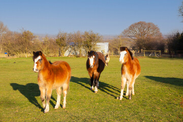 Small herd of wild ponies stand looking cautiously towards the camera, ready to run if they feel the need, but hoping for treats.