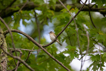 Fototapeta premium Red-eyed vireo