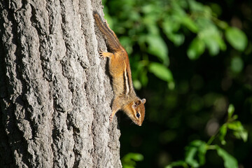 Chipmunk 