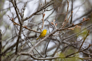 Yellow Warbler