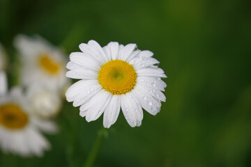 Daisy 
