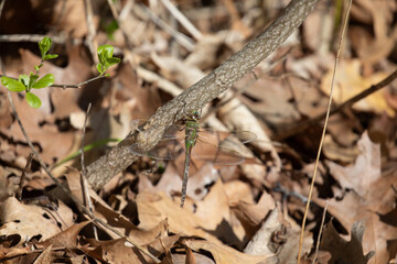 Common Green Darner Dragonfly 